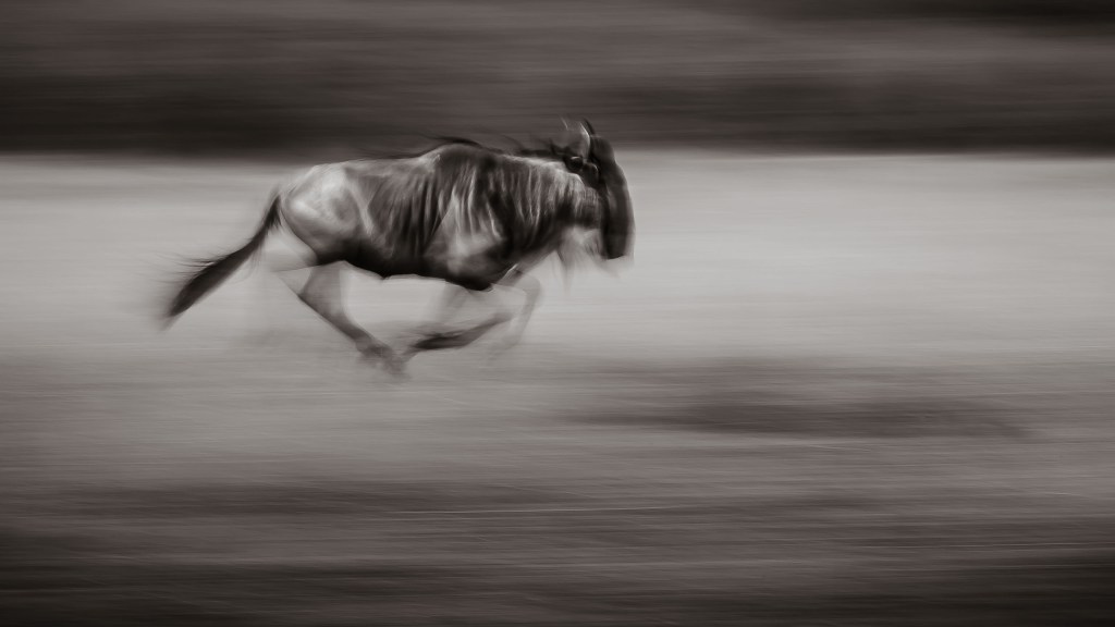 David Lloid wildlife