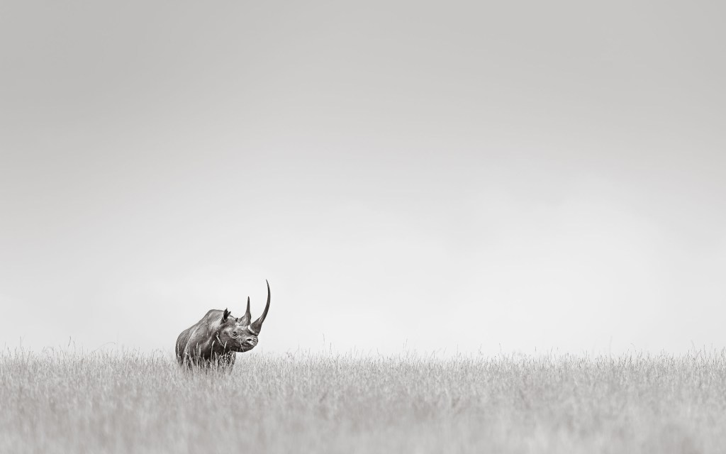 David Lloid wildlife