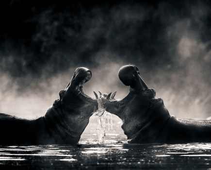 David Lloid wildlife