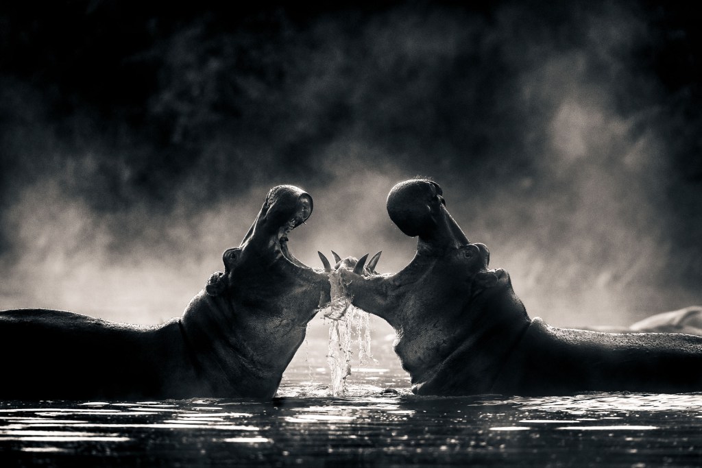 David Lloid wildlife
