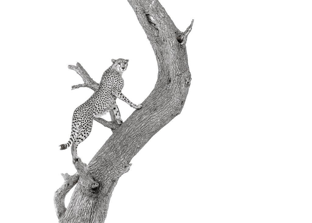 David Lloid wildlife