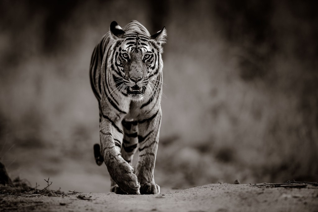 David Lloid wildlife