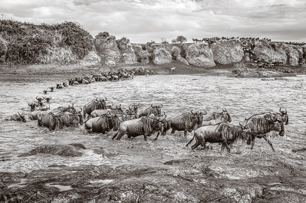 David Lloid wildlife