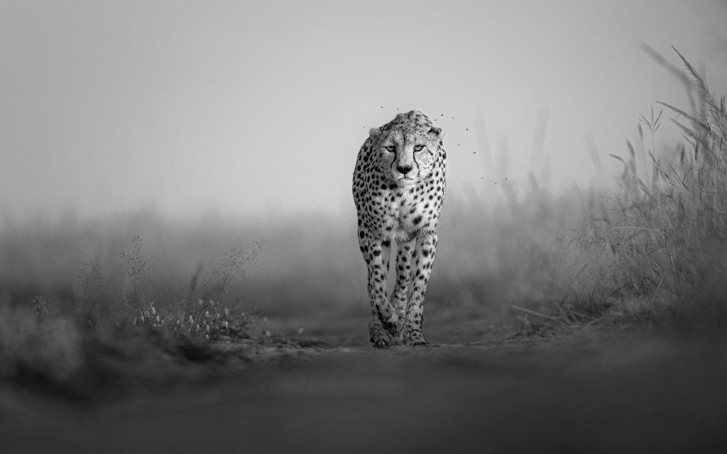 David Lloid wildlife
