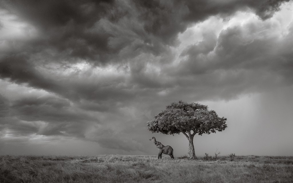 David Lloid wildlife