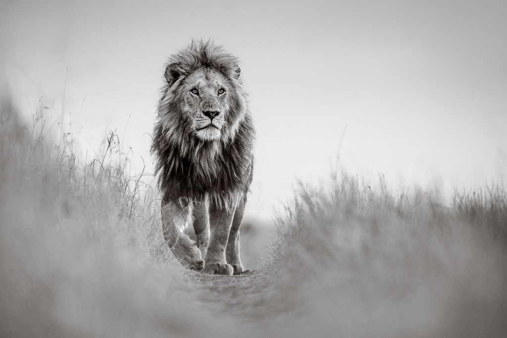 David Lloid wildlife