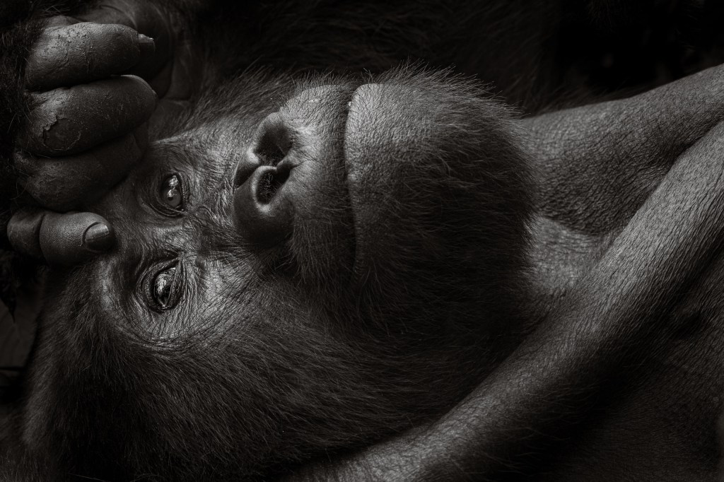 David Lloid wildlife