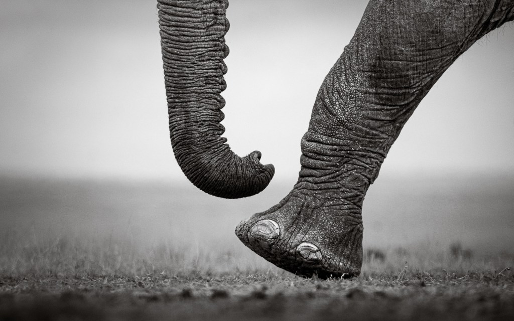David Lloid wildlife