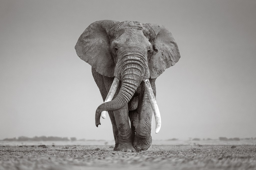 David Lloid wildlife