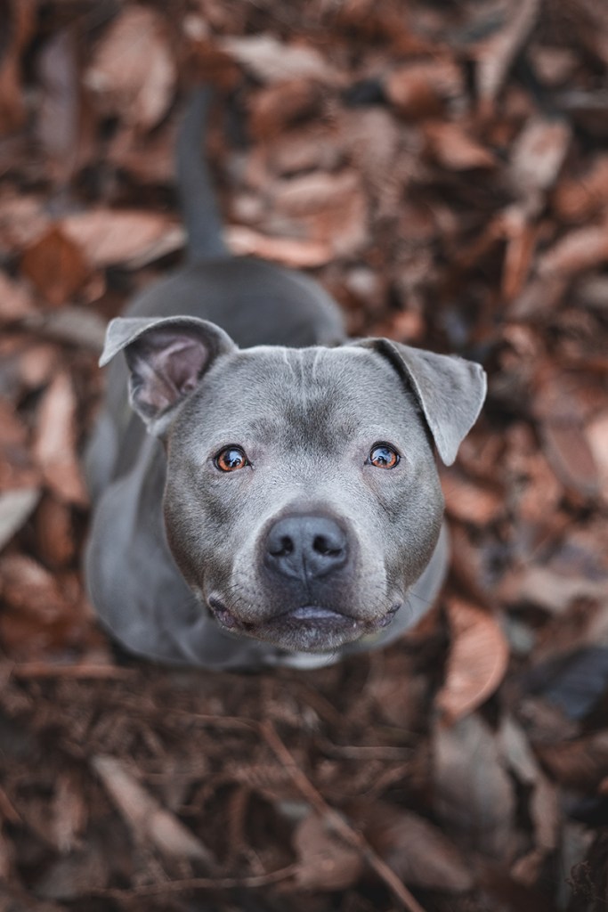 Fauna Focus 1: Obi’s Face Down Portrait at Bradgate Park, Leicestershire.