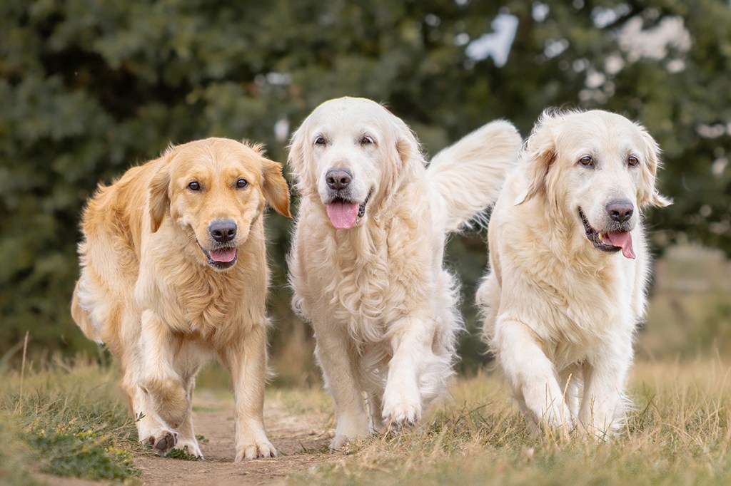 Fauna Focus 2: 3 Generations of Golden Retriever at Melton Mowbray. Kitty, Mimi and Elsie.
