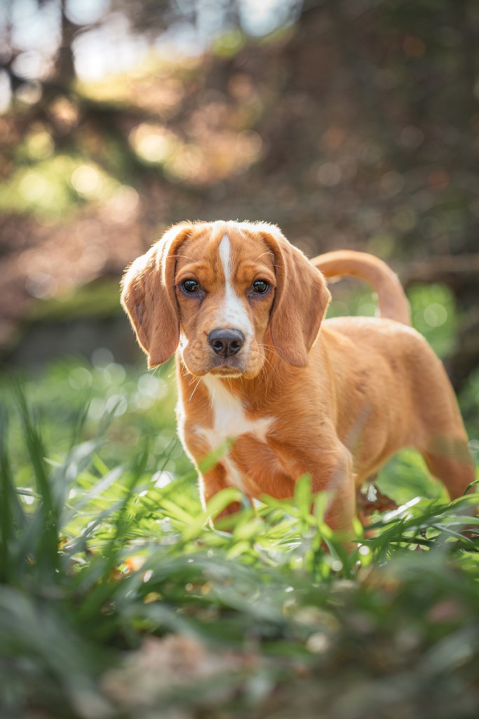 Fauna Focus 4: Ozzy the Bocker Pup. Outwoods, Leicestershire.