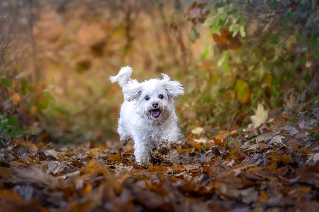 small white dog in autumn leaves