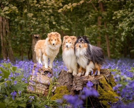 Fauna Focus 8: Shetland Sheepdogs among the bluebells at Harlaxton Manor.