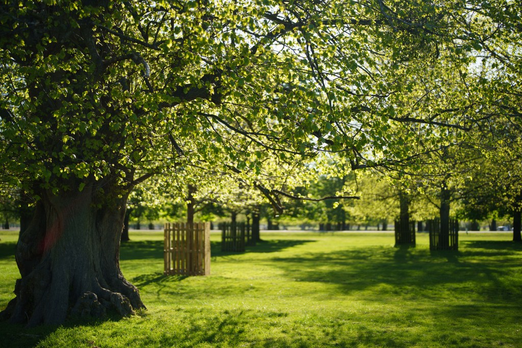 Viltrox 50mm f/1.4 Pro FE sample, bokeh and trees 