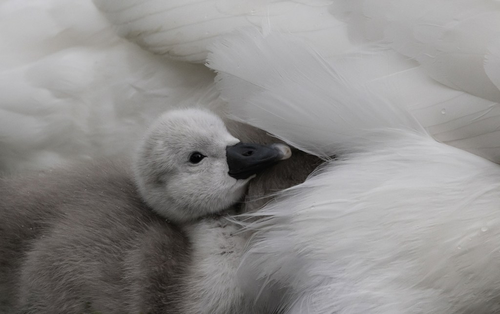 young cygnet against feathers