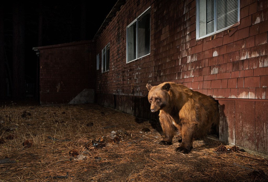 a brown bear outside a building