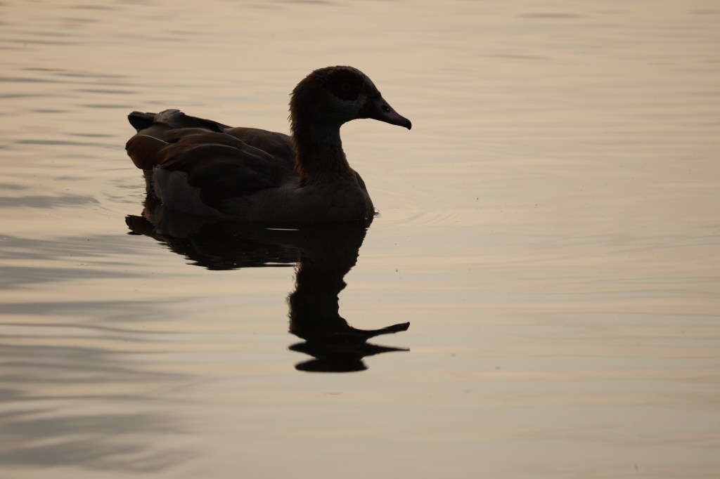 Sony Alpha A7R VI backlit duck sample image.