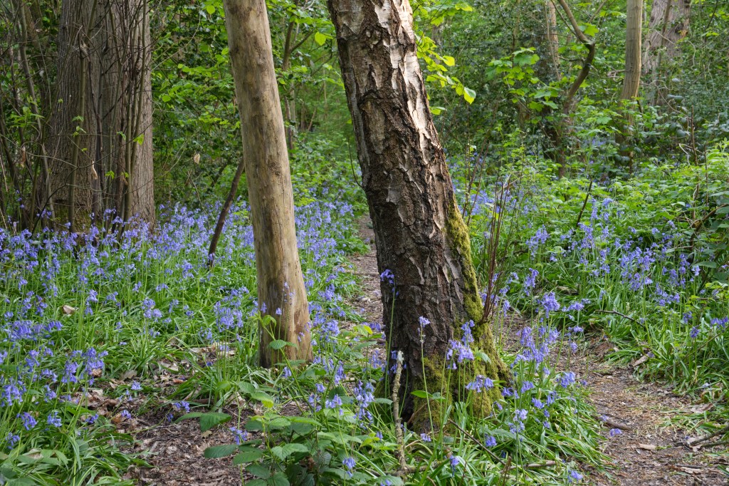 Sony Alpha A7R VI bluebell woodland sample image. 