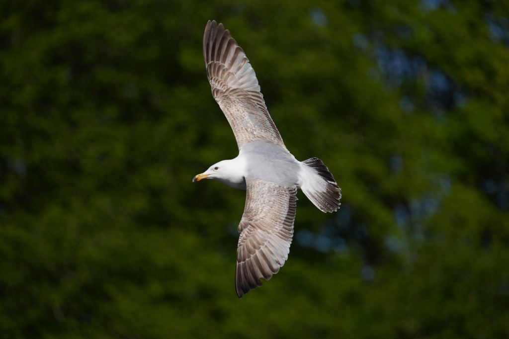 Sony Alpha A7R VI flying gull sample image. 