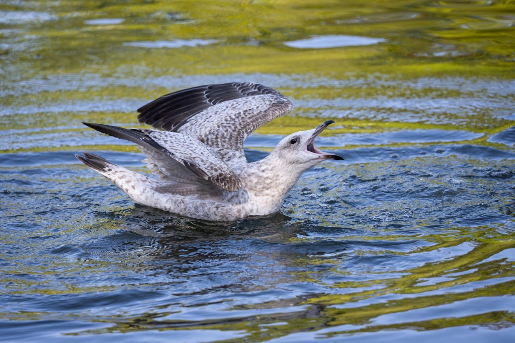Sony Alpha A7R VI gull sample image