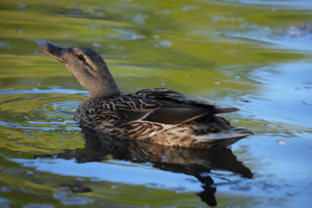 Sony Alpha A7R VI duck high-ISO sample image. 