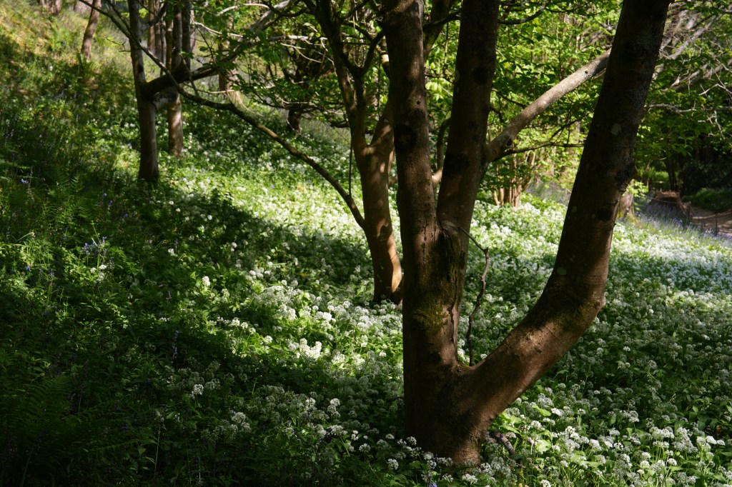 Sony Alpha A7R VI trees and wild garlic sample image.