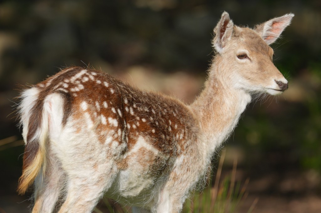 Sony Alpha A7R VI young deer sample image.