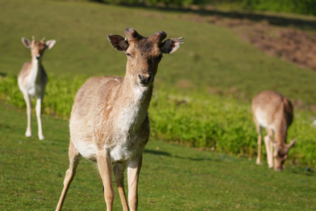 Sony Alpha A7R VI deer sample image