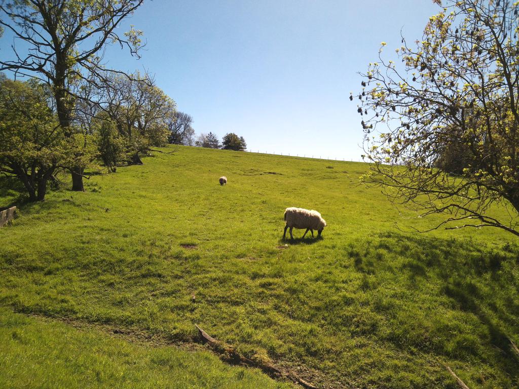 Sample image of Camp Snap CS-PRO, showing sheep standing on a sunlit hillside. Colours are bright and vivid