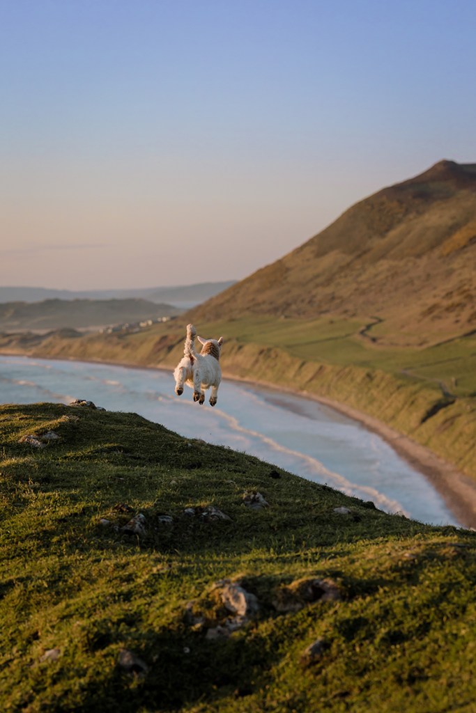 photo of a lamb leaping mid air