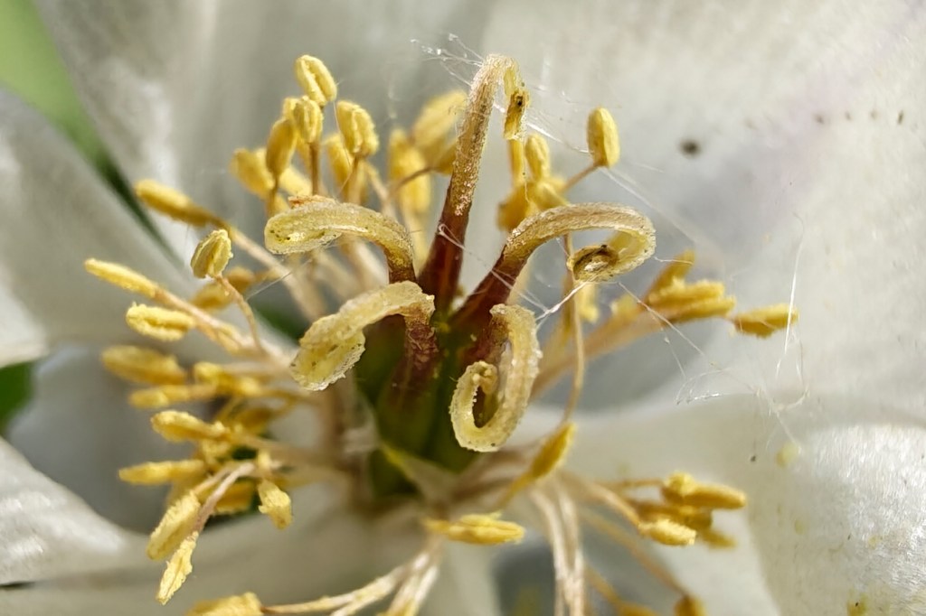 Honor 600 Pro macro