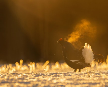 Black Grouse Muhos vaaka