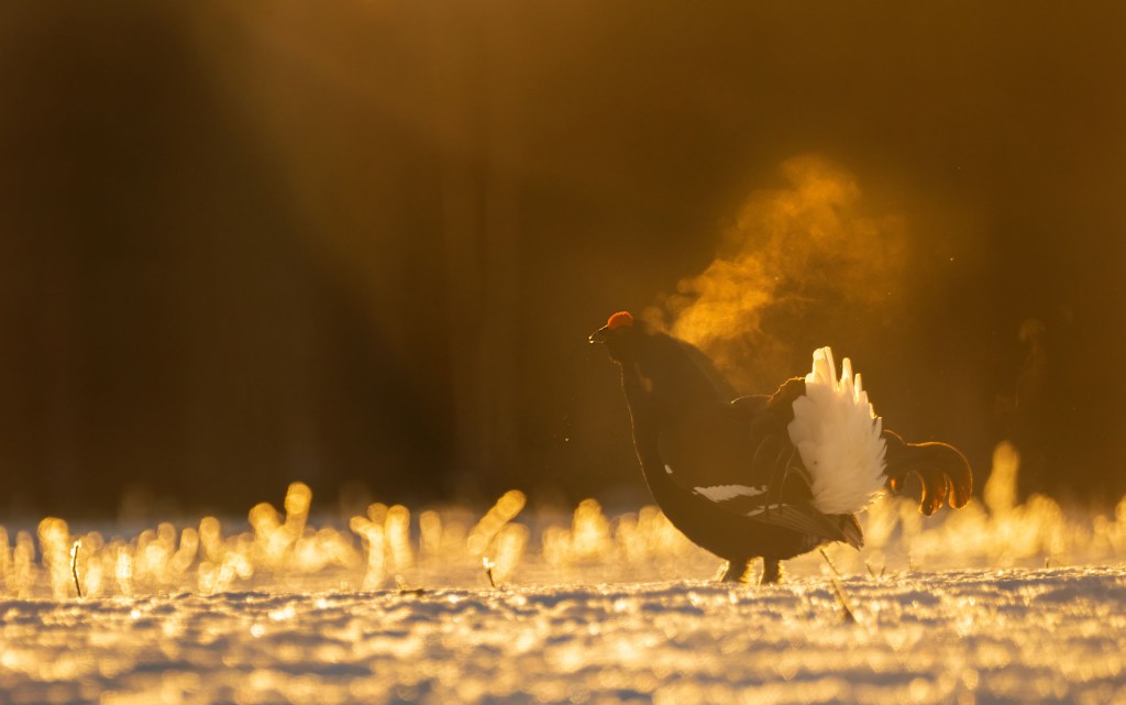 Black Grouse Muhos vaaka
