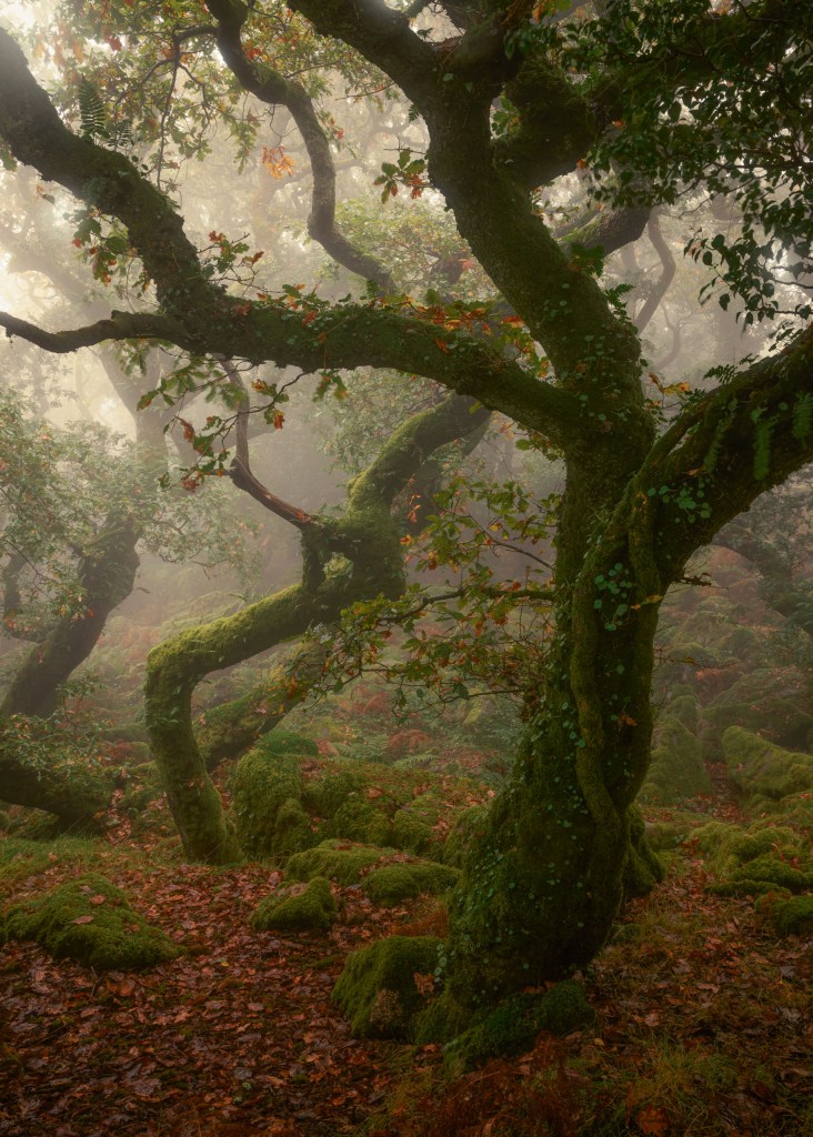moody photo of a tree in a forest
