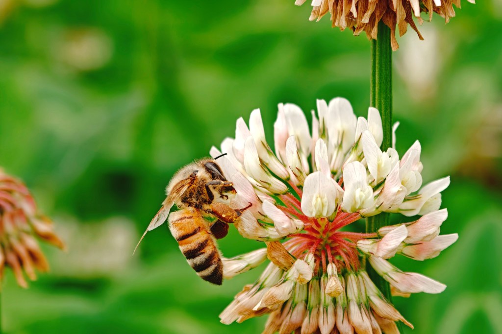 OPPO Find X9 Ultra macro bee