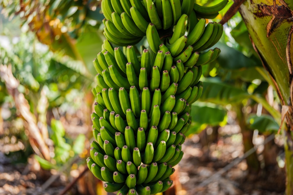 Sigma 35mm F1.4 DG II Art lens sample image, bananas with bokeh