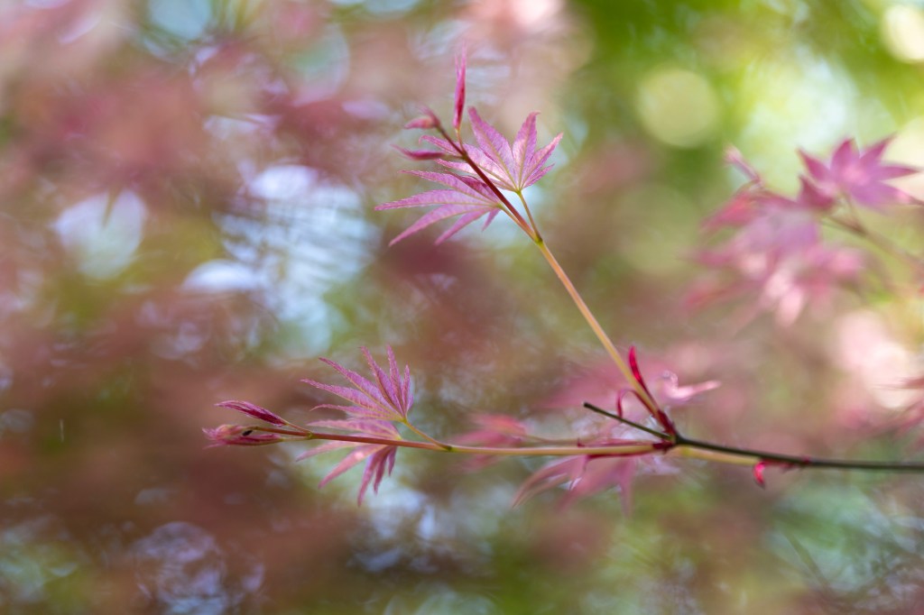 Canon EOS C50 sample image, red tree leaves, shallow depth of field