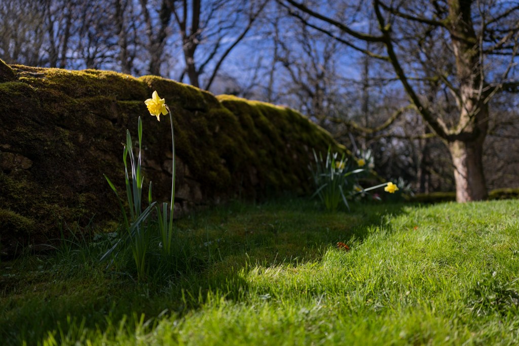 Canon EOS C50 sample, ledge  with grass and a daffodil