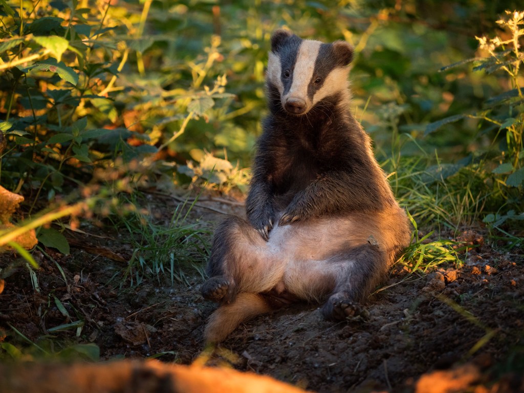 badger sitting