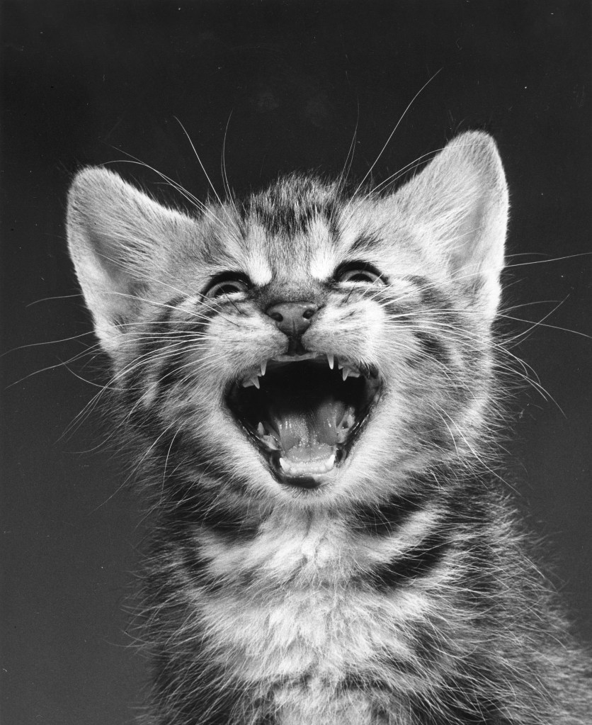 black and white photo of a cat laughing