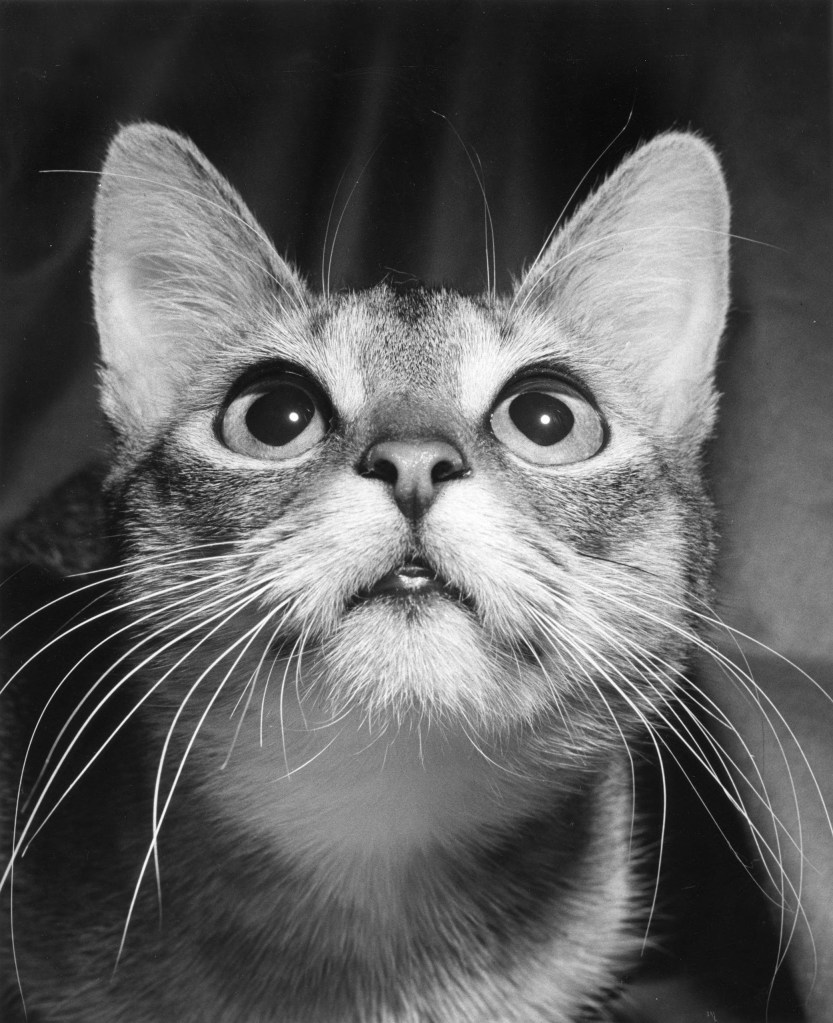 black and white photo of cat looking up