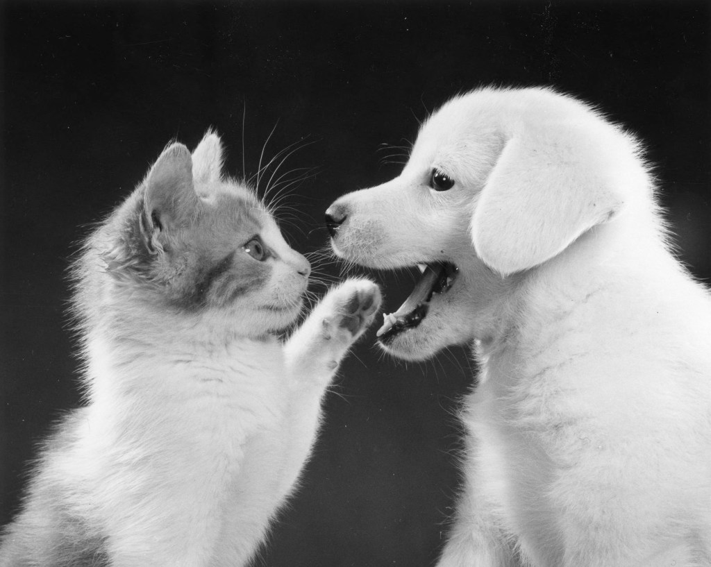 black and white photo of a kitten playing with a puppy