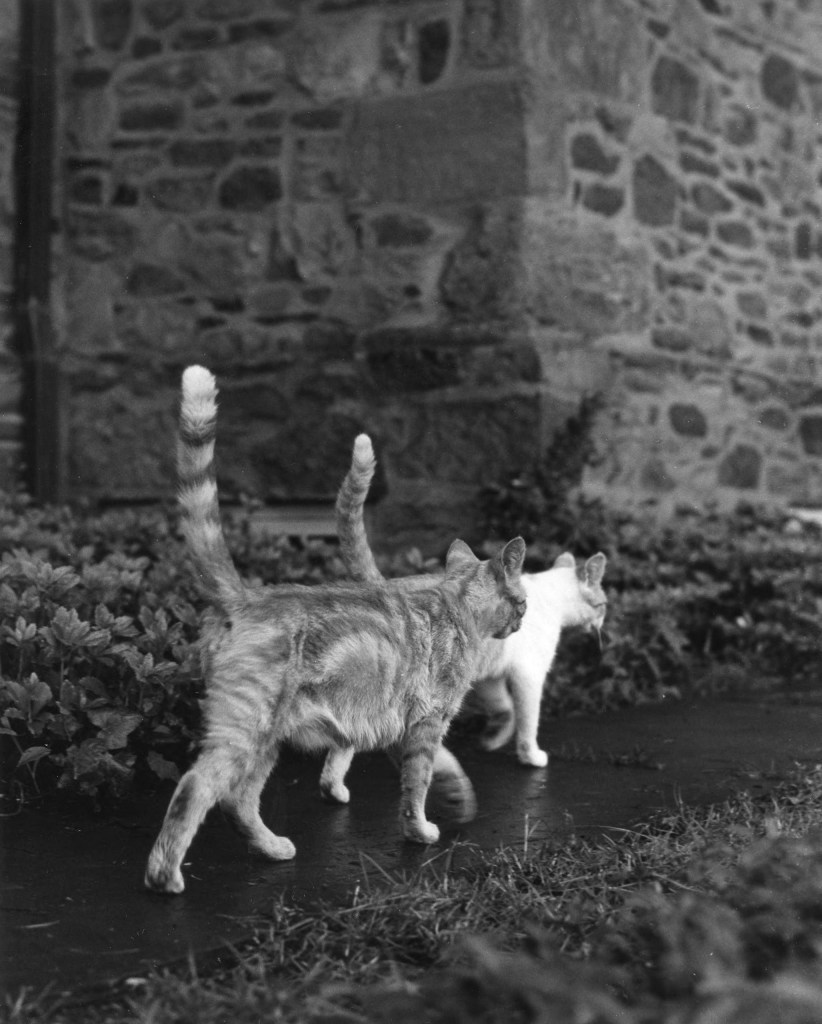 black and white photo of two cats walking side by side