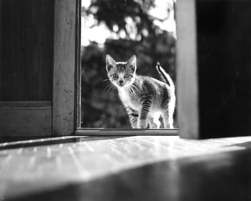 black and white photo of a cat by a doorway