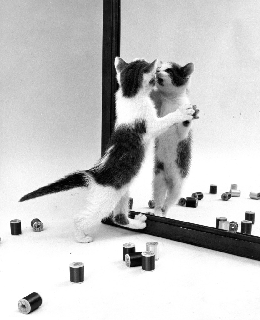 black and white photo of a cat playing by the mirror