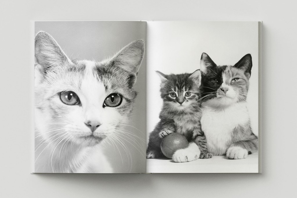 a spread of the book Family Cats by Walter Chandoha