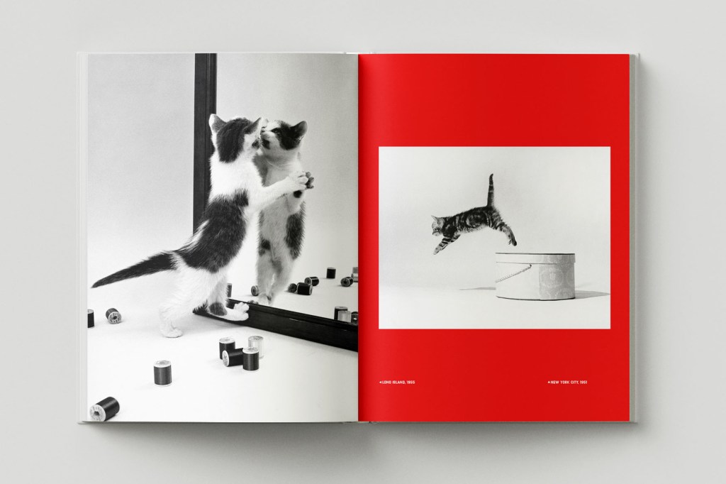 a spread of the book Family Cats by Walter Chandoha