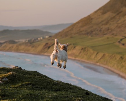 photo of a lamb leaping mid air