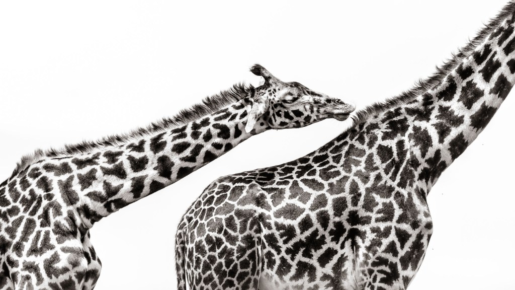 David Lloid wildlife